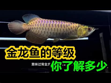 黑龍魚價格|漁產品批發市場交易行情站